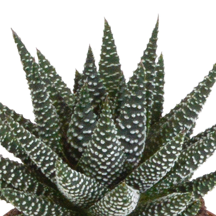 gasteria-haworthia-mix-8-5cm-3x-zonder-pot