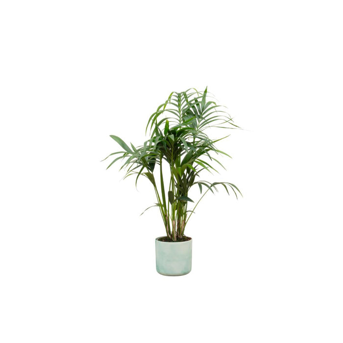 combi-deal-kentia-palm-inclusief-elho-ocean-round-pacifisch-groen-o22-130-cm