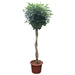 schefflera-arboricola-compacta-gevlochten-stam-250-cm-o55