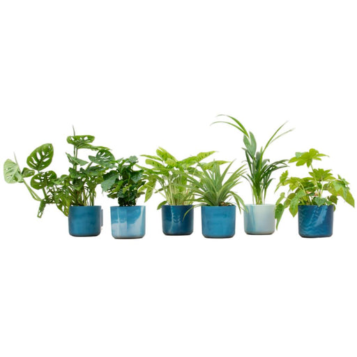 verrassingsbox-6-planten-inclusief-elho-ocean-round-atlantisch-blauw-o14