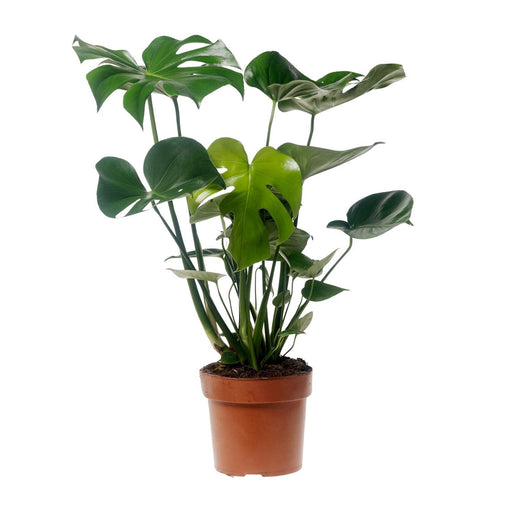 monstera-deliciosa-o17cm-↕55cm-1