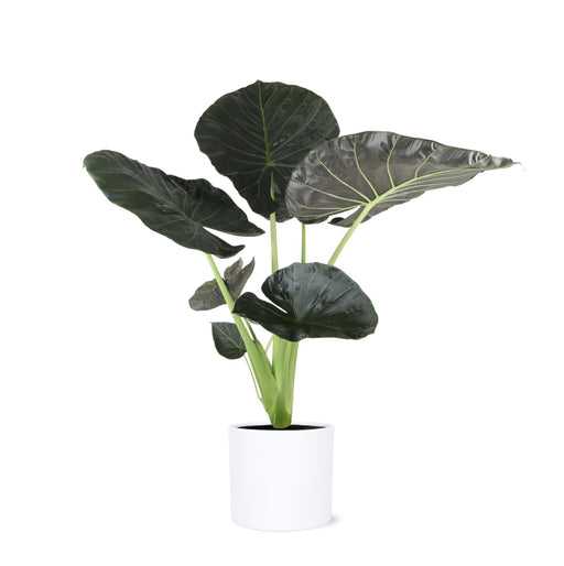 alocasia-regal-shield-o24cm-↕110cm-in-era-wit-pot