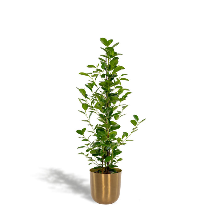 ficus-microcarpa-moclame-95cm-o21cm-pot-mayk-gold