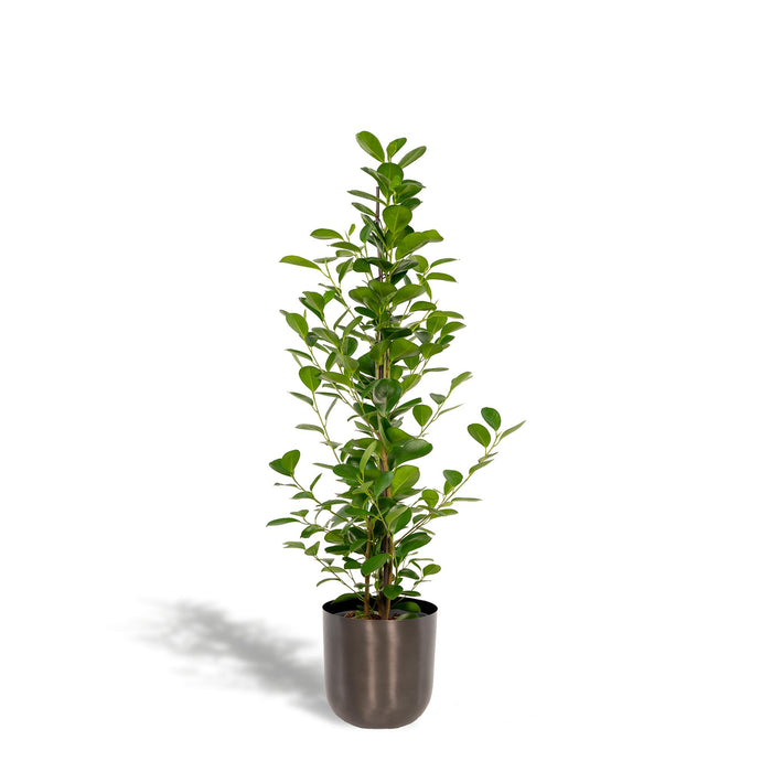 ficus-microcarpa-moclame-95cm-o21cm-pot-mayk-lead