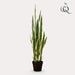 kunstplant-sanseveria-trifasciata-vrouwentong-97-cm