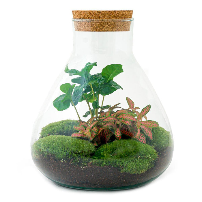 diy-terrarium-sammie-coffea-↕-27-cm-rake-shovel-tweezer