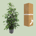 ficus-benjamina-danielle-o21cm-↕95cm