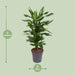 dracaena-janet-lind-o21cm-↕80cm