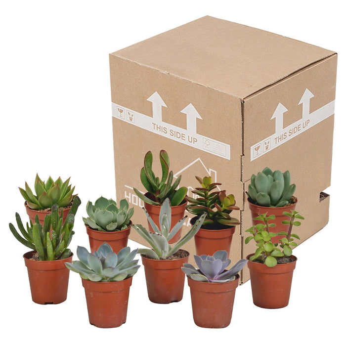 vetplanten-mix-5-5-cm-10x-zonder-pot