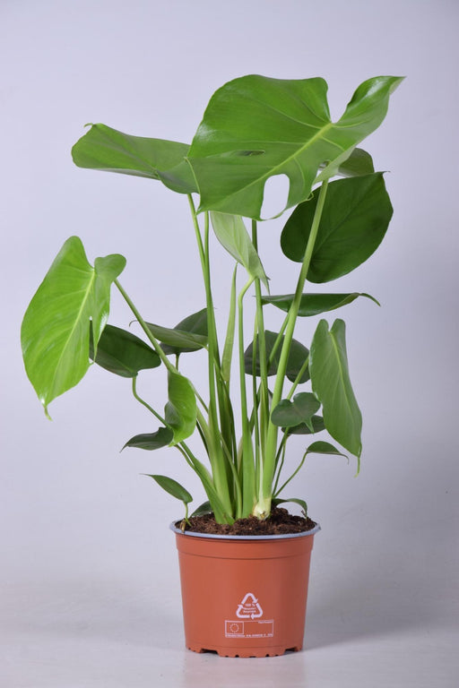 monstera-deliciosa-o17cm-↕60cm