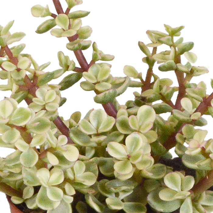 crassula-mix-8-5-cm-3x-in-mexicaanse-pot