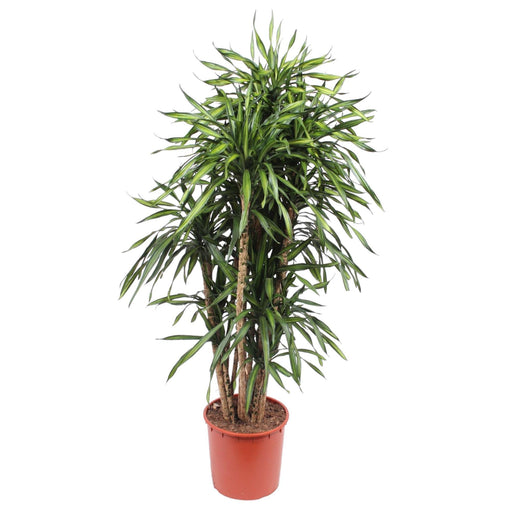 dracaena-riki-170-cm-o34