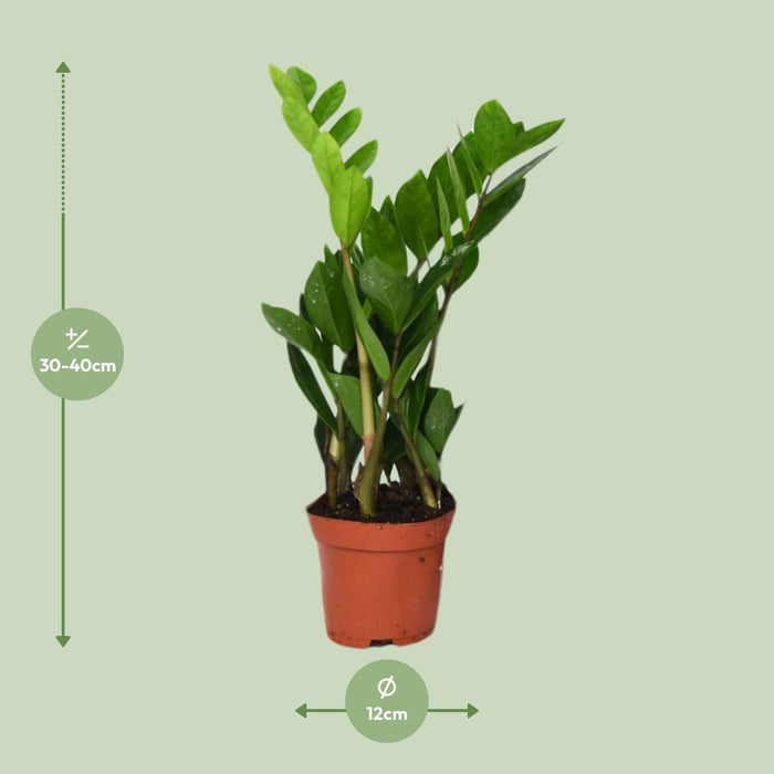 zamioculcas-zamiifolia-o12-40cm