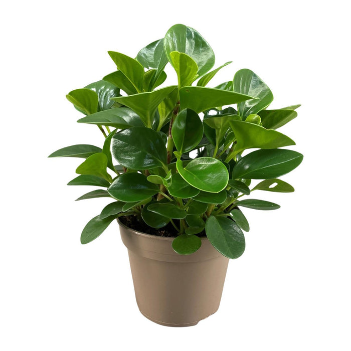 peperomia-obtusifolia-green-gold-o15cm-↕30cm