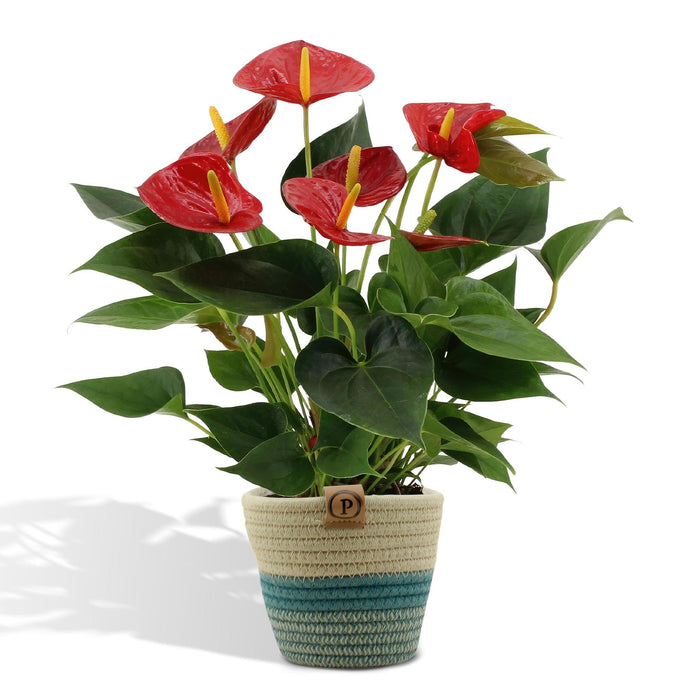 anthurium-andreanum-diamond-red-incl-pure-mand-45cm-o12