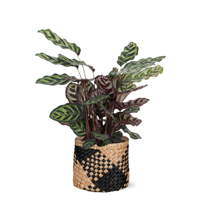 calathea-makoyana-o21cm-↕70cm-in-albury-black-print-mand