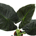 alocasia-regal-shield-o21cm-↕100cm-in-boule-antraciet-pot