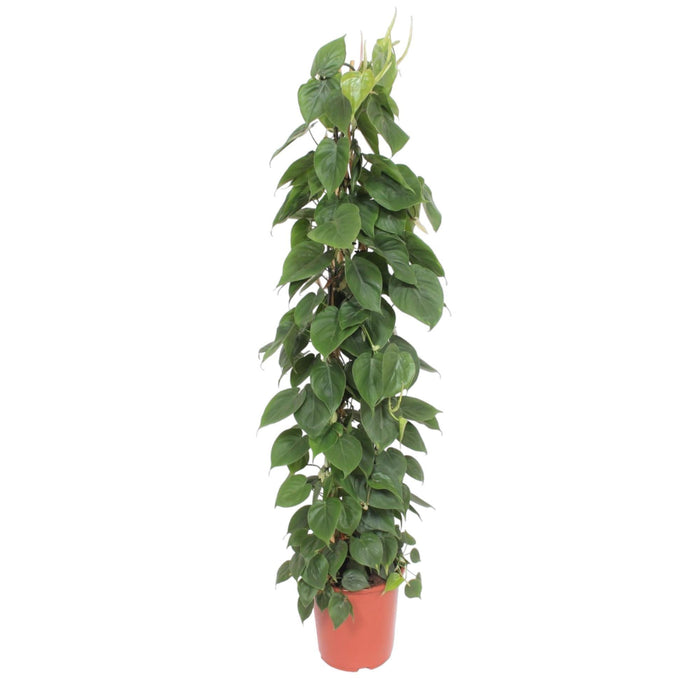 philodendron-scandens-gaasrek-150-cm-o27