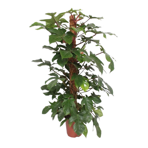 philodendron-squamiferum-mosstok-150-cm-o27