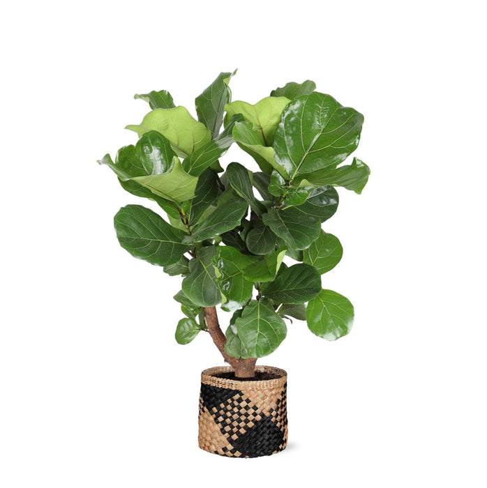 ficus-lyrata-vertakt-o24cm-↕110cm-in-albury-black-print-mand