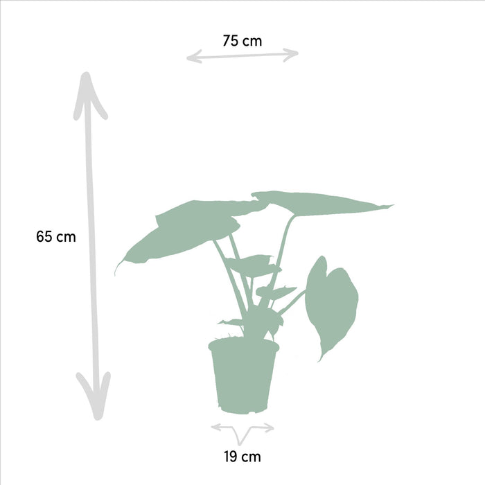 alocasia-cucullata-60cm-o19cm-alocasia-wentii-60cm-o19cm