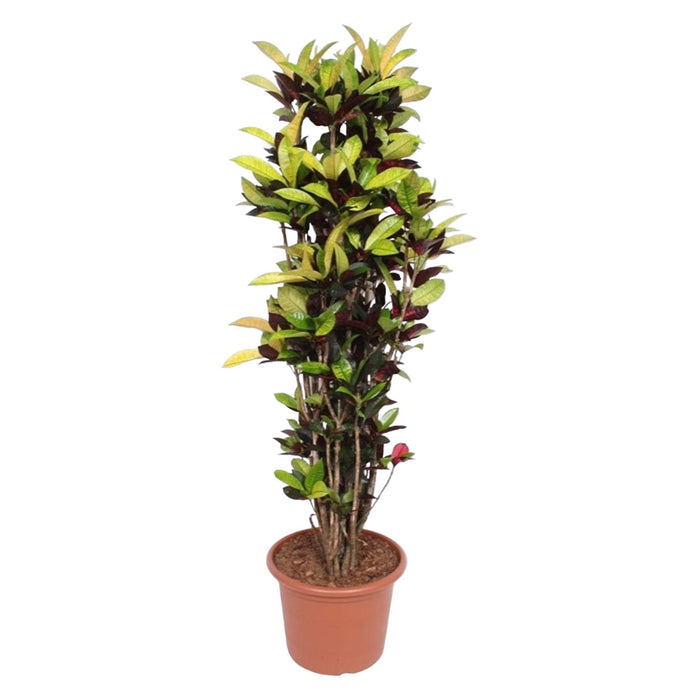 codiaeum-iceton-croton-iceton-190-cm-o45