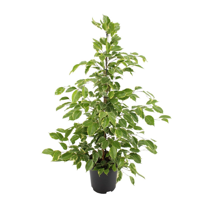 ficus-benjamina-goldenking-o21cm-↕95cm