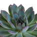 echeveria-mix-10-5-cm-3x-zonder-pot