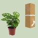 monstera-monkey-leaf-gatenplant-30cm-o12