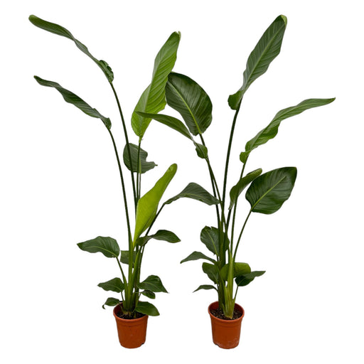 2x-strelitzia-nicolai-130-cm-o17