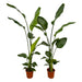 2x-strelitzia-nicolai-130-cm-o17