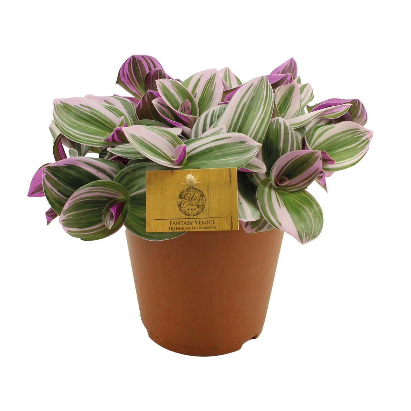 Tradescantia (Vaderplant)