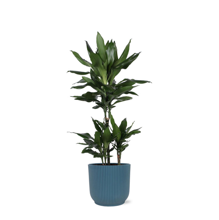 dracaena-janet-lind-o21cm-↕90cm-in-vibes-blue-pot