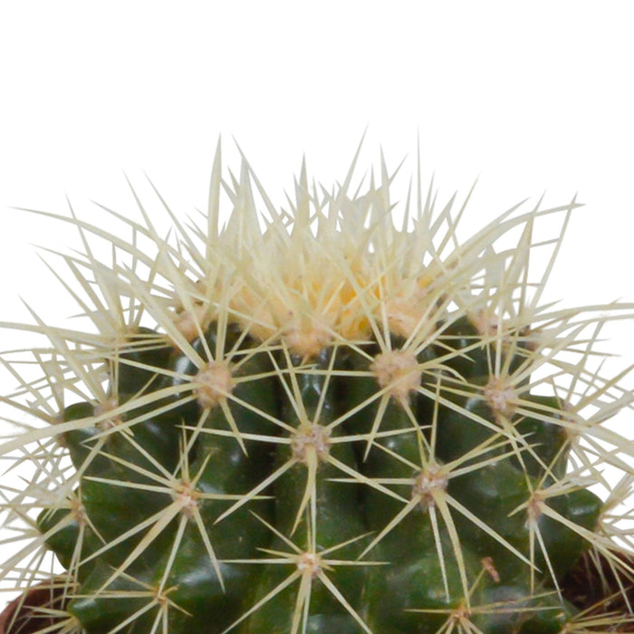 cactus-mix-8-5-cm-3x-zonder-pot