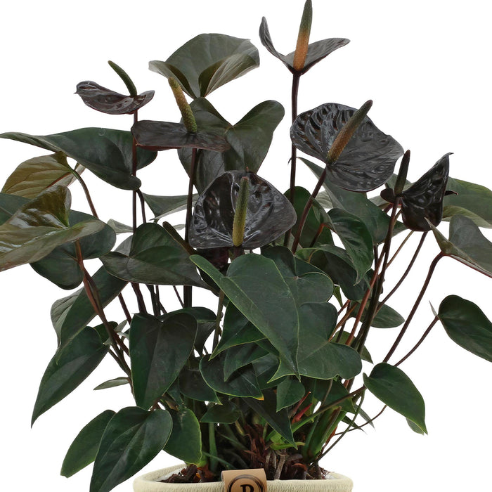 anthurium-andreanum-black-love-incl-pure-mand-45cm-o12