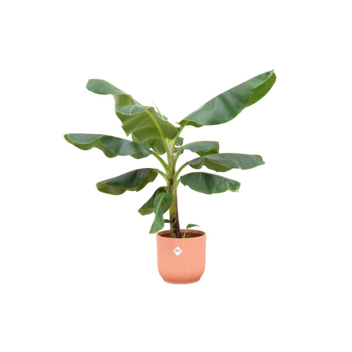 combi-deal-bananenplant-musa-inclusief-elho-vibes-fold-round-roze-o22-100-cm