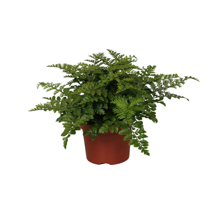 asplenium-parvati-o12cm-↕25cm