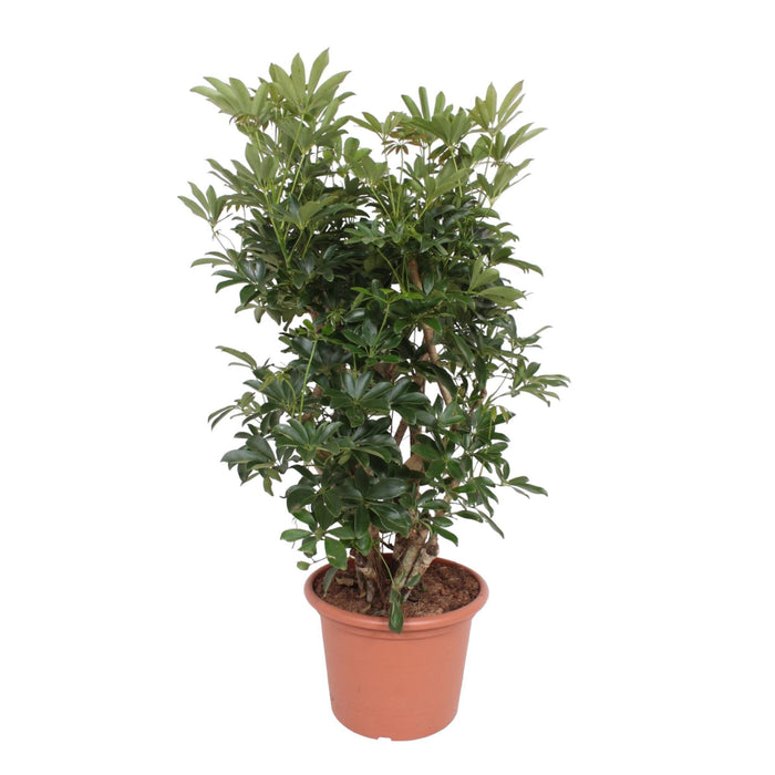 schefflera-arboricola-compacta-vertakt-140-cm-o40