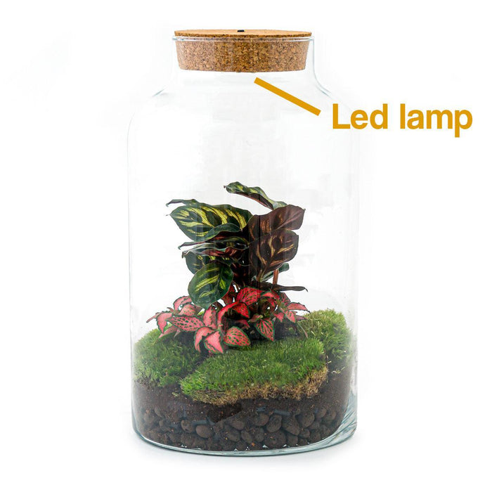 diy-terrarium-milky-calathea-with-light-↕-31-cm-rake-shovel