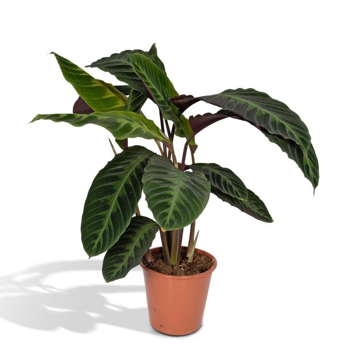 calathea-warscewiczii-pauwenplant-70cm-o19