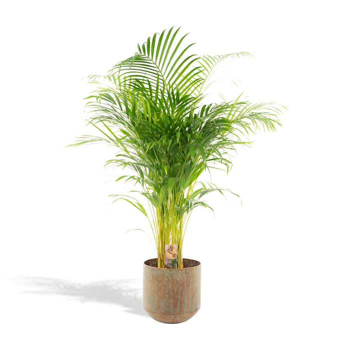 areca-palm-met-pot-110cm-o21cm-1