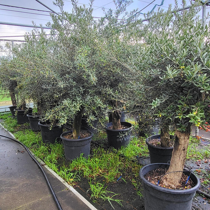 olea-europaea-op-stam-35-liter-olijf-op-stam