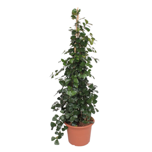 ficus-trinova-pyramide-240-cm-o50