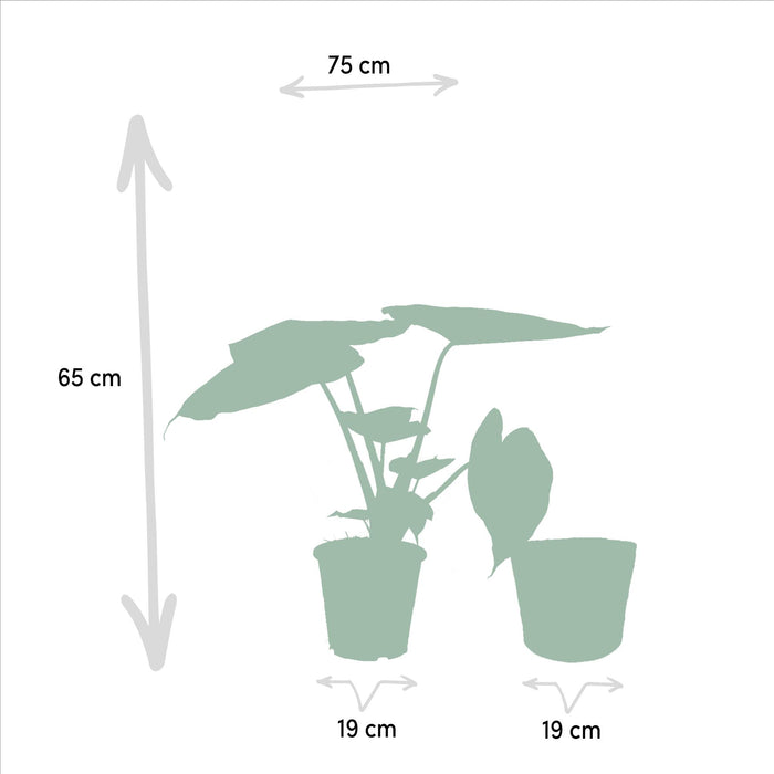 alocasia-wentii-65cm-o19cm-mand-igmar