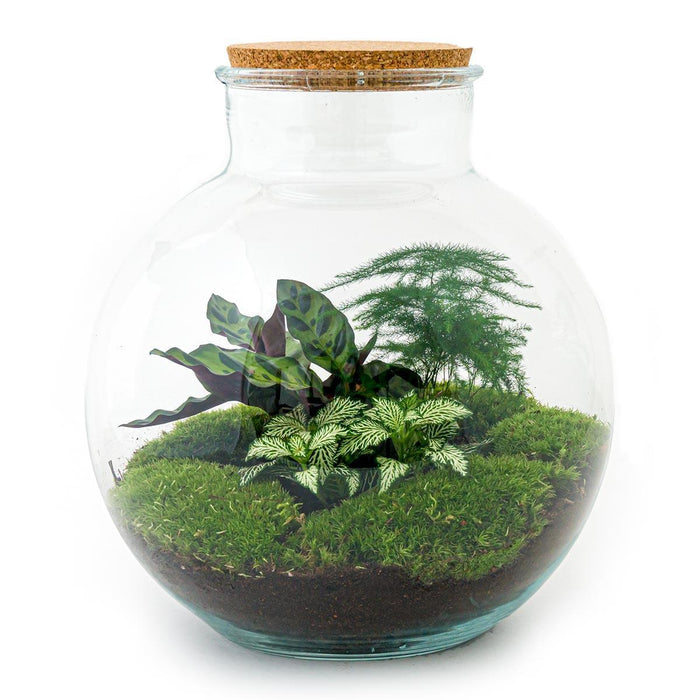 diy-terrarium-bolder-bob-↕-30-cm-normal