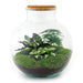 diy-terrarium-bolder-bob-↕-30-cm-normal