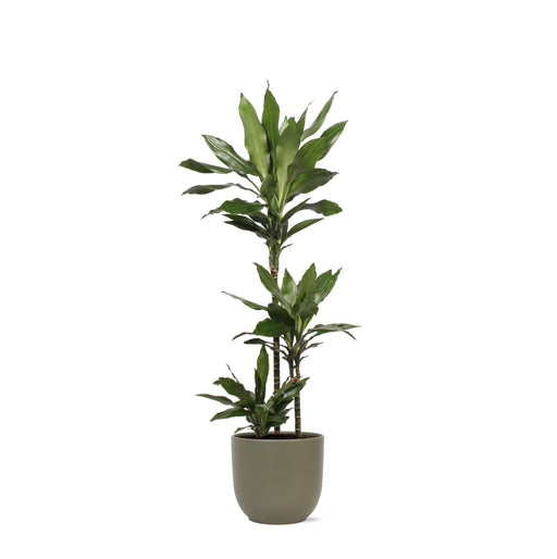 dracaena-janet-lind-o24cm-↕120cm-in-boule-olijf-pot