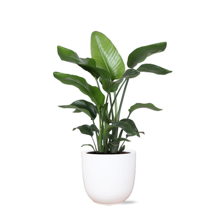 strelitzia-nicolai-o21cm-↕80cm-in-boule-wit-pot