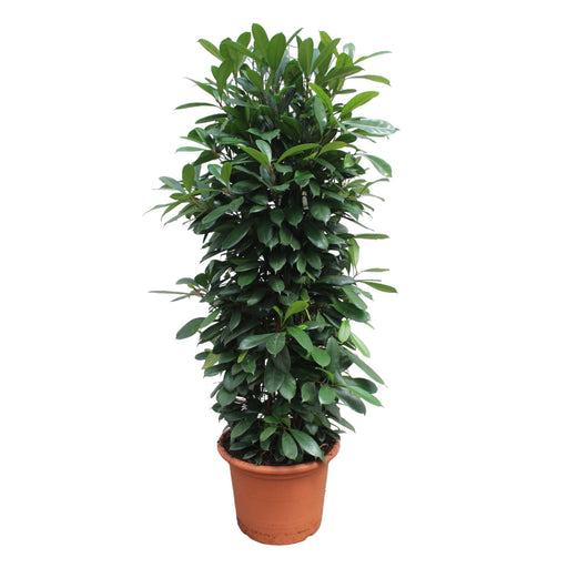 ficus-cyathistipula-gaasrek-230-cm-o60