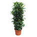 ficus-cyathistipula-gaasrek-230-cm-o60